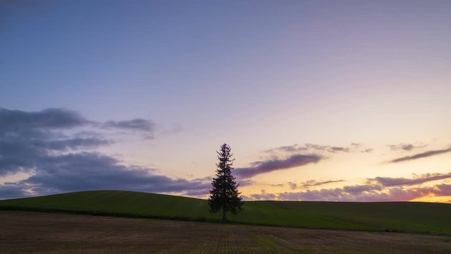 4K resolution timelapse of The iconic alone Christmas tree on the field in Bie, Hokkaido, Japan