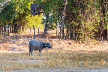 Buffalo grazing on the rice field in Roi Et, Thailand