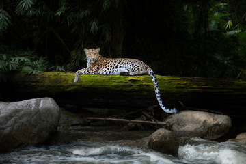 Le léopard se détend dans la forêt tropicale sur le bois avec de la mousse