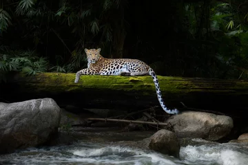 Papier Peint photo Lavable Léopard Le léopard se détend dans la forêt tropicale sur le bois avec de la mousse