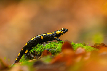 Fire salamander in the natural environment, close up, isolated, silhouette, wide macro, Salamandra salamandra - obrazy, fototapety, plakaty