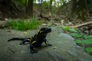 Fire salamander in the natural environment, close up, isolated, silhouette, wide macro, Salamandra salamandra