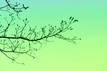 Branch of Bodhi Tree silhouette in autumn of tropical nature on sky background for peaceful element concept design.