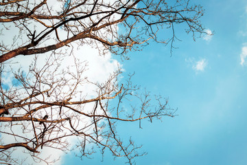 Obraz premium Branch of Bodhi Tree silhouette in autumn of tropical nature on sky background for peaceful element concept design.