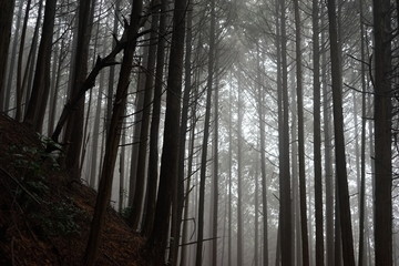 雨の日の杉林