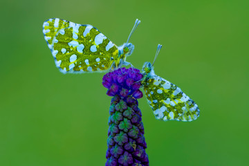 Closeup   beautiful butterflies ( Green-Dapled White) sitting on the flower. © blackdiamond67