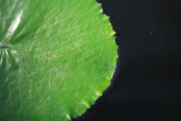 水に浮かぶ葉