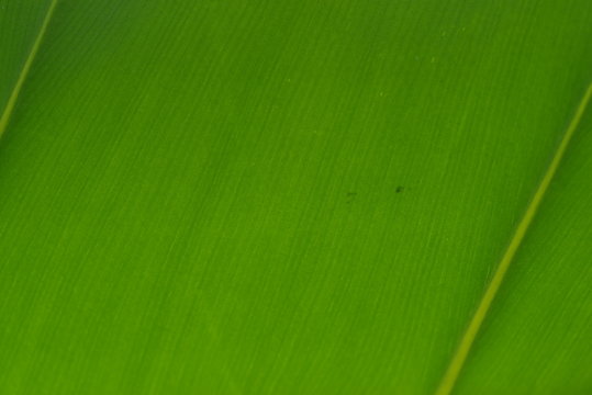 3 Best 葉素材 Images Stock Photos Vectors Adobe Stock