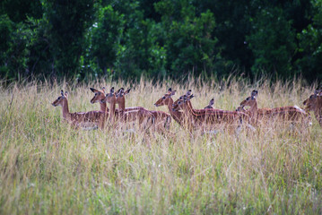 Antilopes alerta