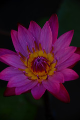 Pink lotus are blooming with yellow pollen.