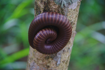 Millipede curled on a tree with blurry background.