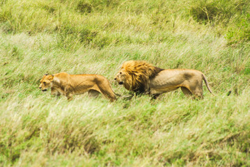 El que la sigue la consigue