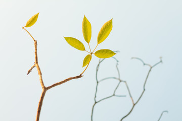 Fototapeta premium branch with green leaves