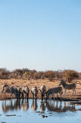 Fototapeta premium A group of Burchell's Plains zebra -Equus quagga burchelli- drinking from a waterhole in Etosha National Park, Namibia.