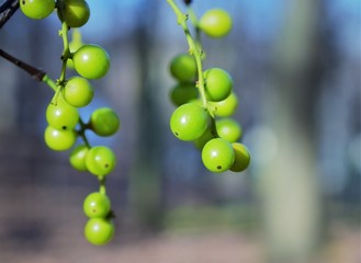 bunch of green grapes