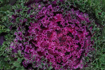 Ornamental Kale cabbage on winter season.