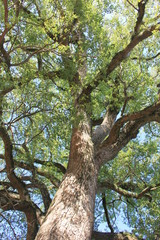 大きなクスノキを見上げる