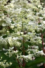 Vertically located hydrangea paniculata inflorescences with white flowers and green leaves created an original white-green background.