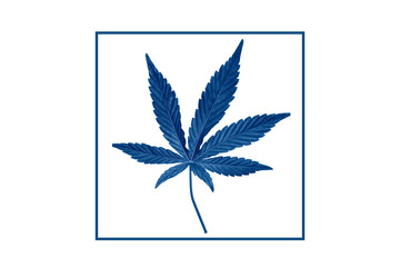 Hemp leaf close up. Marijuana drugs is produced from Cannabis leaf.