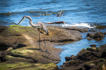 Great Blue Heron Searching for Food on a Rock Jetty on the Chesapeake Bay
