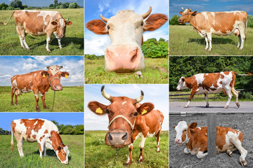 Collage of cows and cattles on the field