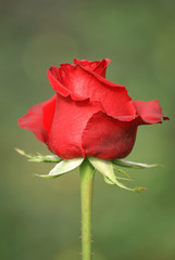 The red rose with green background.