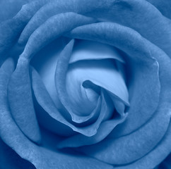 Rose flower head close up.