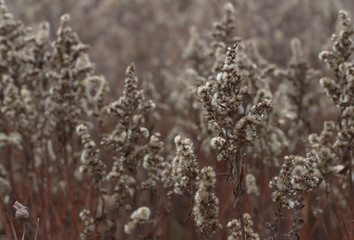Field with dry goldenrod flowers in calm weather
