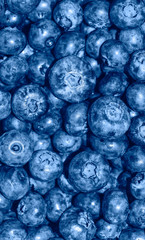Heap of blueberry close up background. Summer berries. Fresh blueberry long poster panoramic background.
