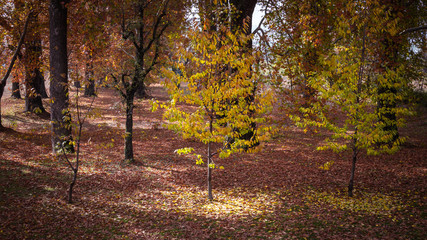 Amazing light reflected by the yellow leaves of a tree during Autumn in Kashmir
