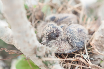 Litle dove sleep in the nest