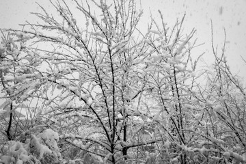 Obraz na płótnie Canvas Fresh snow accumulated on the banches of a tree