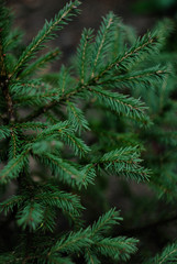 Fototapeta na wymiar green fir tree branch