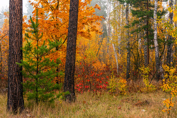 Autumn landscape A good day for a pleasant walk. A beautiful forest, decorated with autumn flowers, pleases the eye.