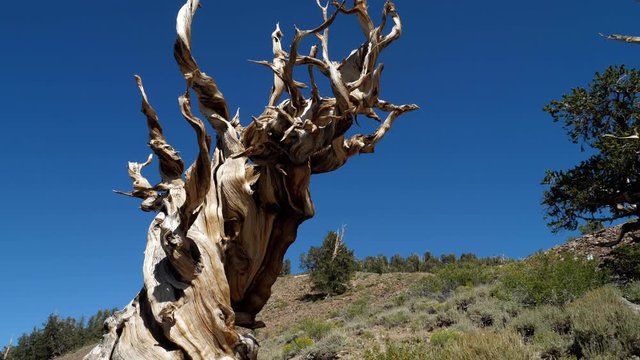 Incredible Bristlecone pine tree that is thousands of years old