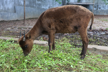 Bubalus quarlesi in Bontomaranu Educational Park, Gowa, Indonesia. it called Anoa in indonesian