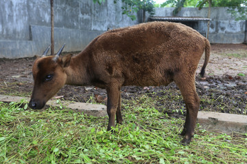 Fototapeta premium Bubalus quarlesi in Bontomaranu Educational Park, Gowa, Indonesia. it called Anoa in indonesian