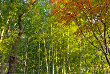 等々力渓谷の竹林と紅葉(1)