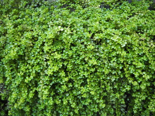 壁を覆うソレイロリア