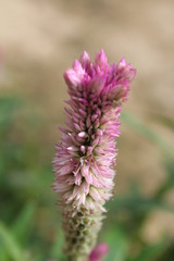 purple thistle flower
