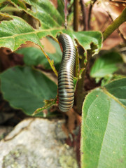 The Millipede on the leaf that it is eating.