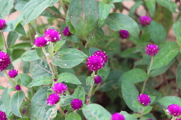 pink flowers in the garden