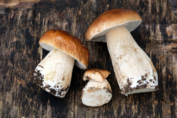 three porcini mushrooms, freshly picked, lying on a dark background.