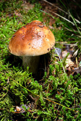 A beautiful white mushroom growing in a forest surrounded by green grass and moss.