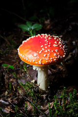 Beautiful red mushroom, fly agaric growing in a forest surrounded by green grass and moss.