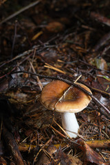 A beautiful mushroom growing in a forest surrounded by green grass and moss.