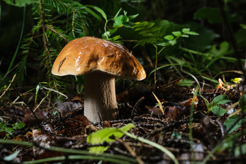 one porcini mushroom growing in a forest surrounded by green grass and moss.