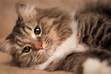 Portrait of a lying fluffy cat with a white breast and cunning eyes. He pensively rests on the...