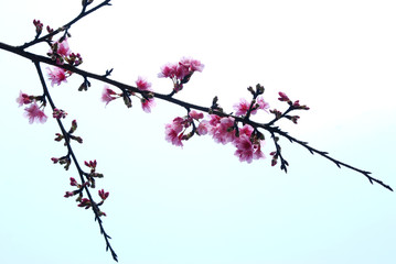 The isolate cherry blossom bloomimg.
