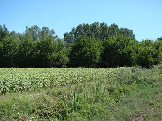 Obraz premium View from road to endless mountain forests in clear sunny day on blue sky background.